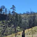 Biochar and Forest Thinning for Fire Control